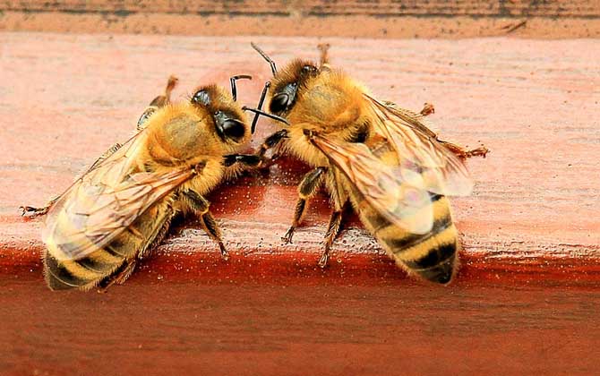 什么時候蜜蜂秋繁最好? 秋繁