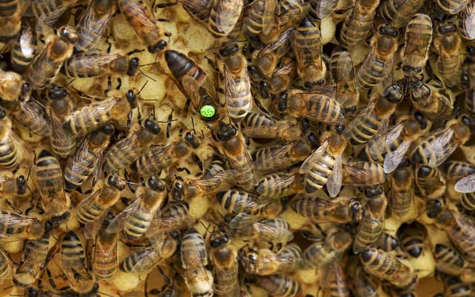 蜜蜂秋繁的最佳時間及注意事項 蜜蜂秋繁