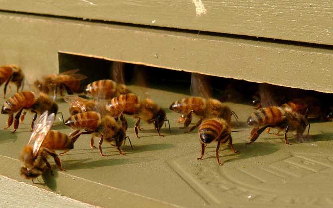 蜜蜂怎么秋繁更快? 蜜蜂秋繁