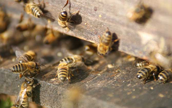蜜蜂怎么秋繁更快? 蜜蜂秋繁