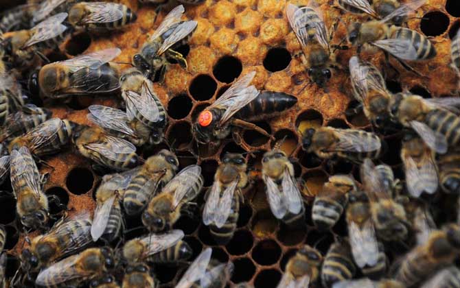 蜜蜂怎么秋繁更快? 蜜蜂秋繁