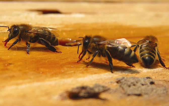 蜜蜂秋繁時間農(nóng)歷什么時候? 蜜蜂秋繁