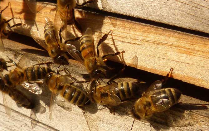 蜜蜂秋繁時間農(nóng)歷什么時候? 蜜蜂秋繁