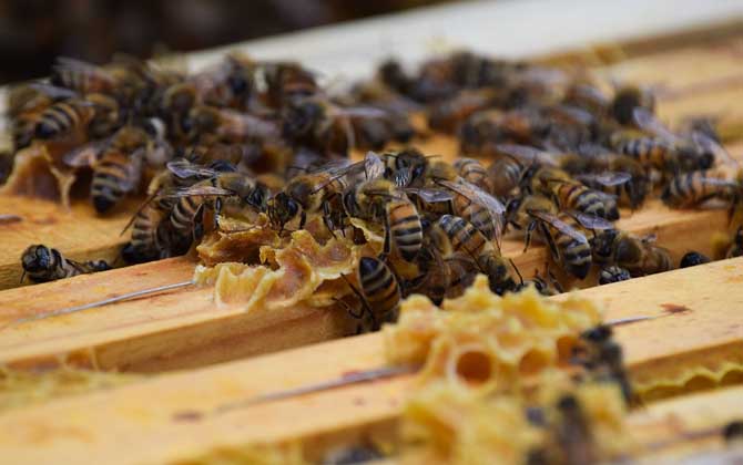 一脾蜂一個月繁殖多少? 一脾蜂