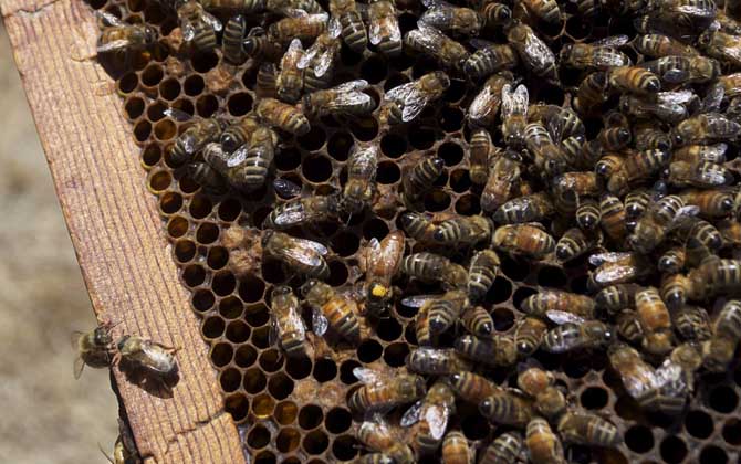 一脾蜂一個月繁殖多少? 一脾蜂