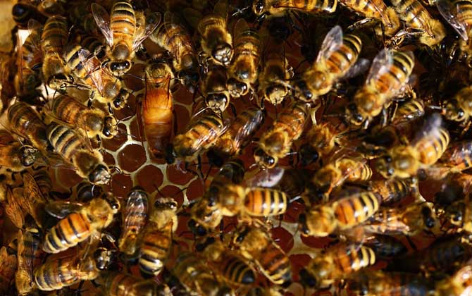 一脾蜂一個月繁殖多少? 一脾蜂