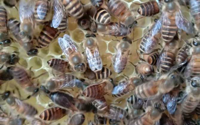 兩箱蜂合并有哪十種方法? 合并蜂群