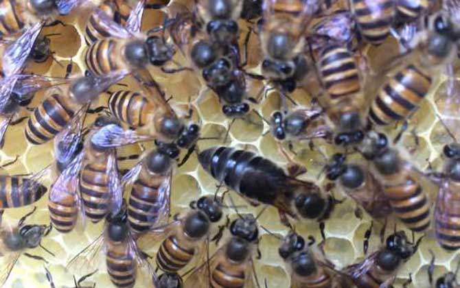 兩箱蜂合并有哪十種方法? 合并蜂群