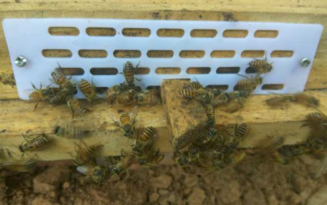 兩箱蜂合并有哪十種方法? 合并蜂群