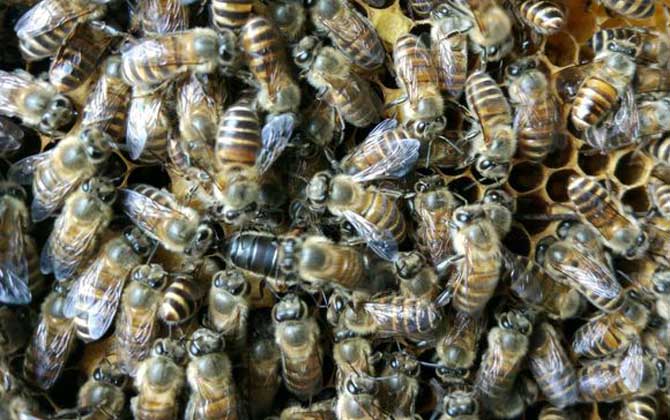 兩箱蜂合并有哪十種方法? 合并蜂群