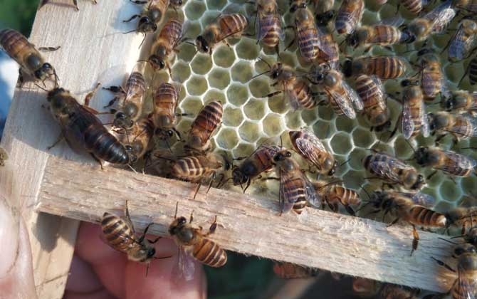 蜜蜂春繁加脾規律有哪些? 蜜蜂春繁