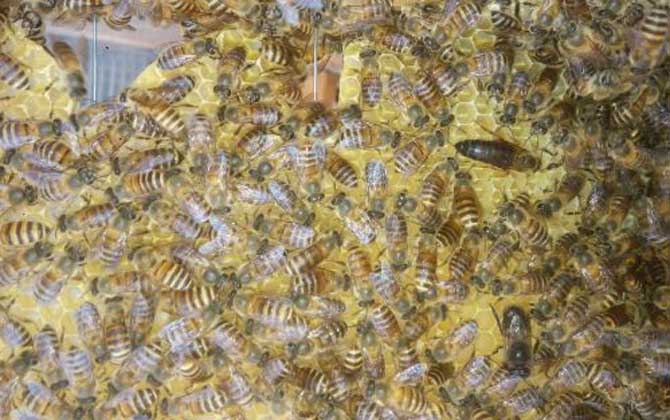 蜂群失王后怎樣介王最好? 介王