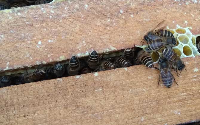 蜜蜂春繁幾天喂一次花粉? 春繁