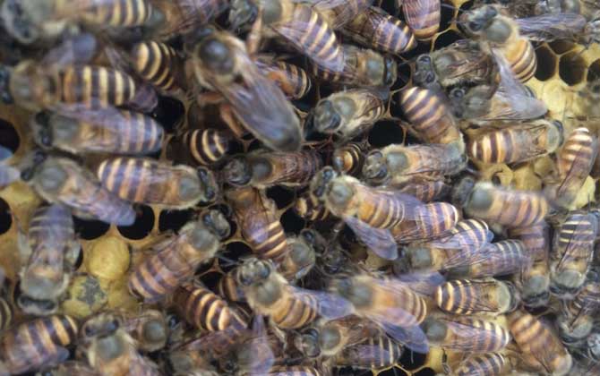 蜜蜂春繁幾天喂一次花粉? 春繁