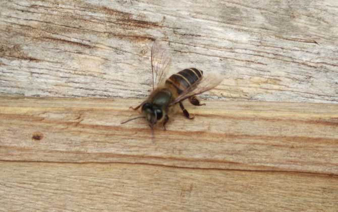 中蜂病治療對照表及注意事項 中蜂