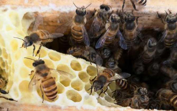 蜜蜂病蟲害預防與治療技術 敗血病