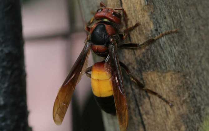 蜜蜂病蟲害預防與治療技術 胡蜂