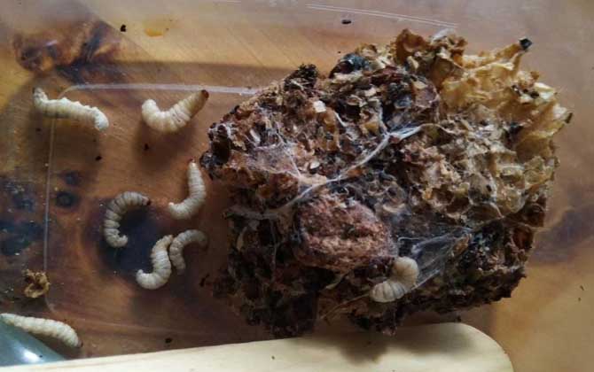 中華蜜蜂有哪常見病蟲害? 巢蟲