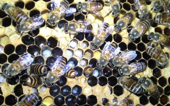 中蜂幼蟲病用什么藥治療? 中蜂幼蟲病