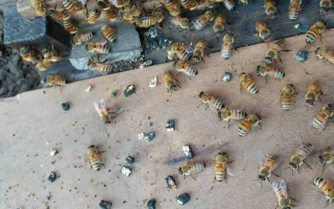 黑蜂病是怎么形成的? 黑蜂病