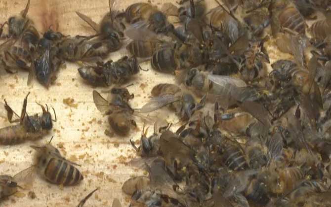 中蜂爬蜂病怎樣防治? 農藥中毒