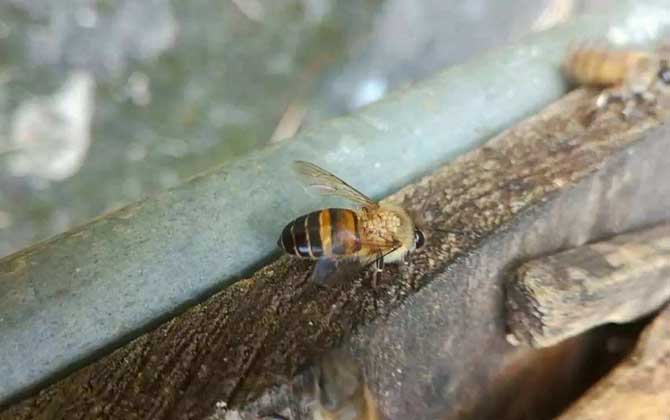 蜜蜂治螨蟲的最好方法 治螨蟲