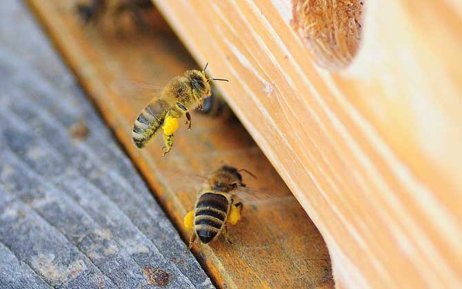 蜜蜂養(yǎng)殖