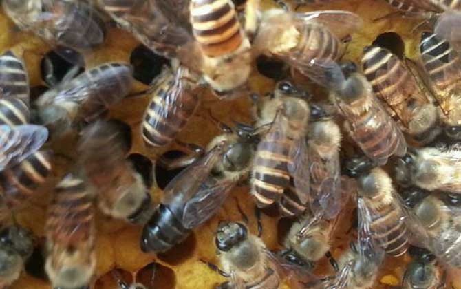 蜜蜂過箱