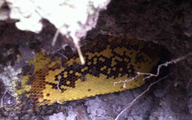 野生蜜蜂窩