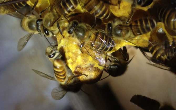 分蜂不一定要兩只蜂王,用這個(gè)辦法,只有一只蜂王也能人工分蜂! 人工分蜂