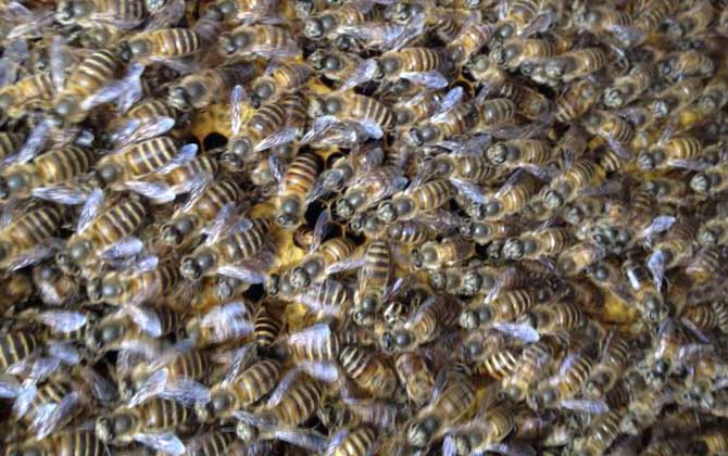 分蜂不一定要兩只蜂王,用這個(gè)辦法,只有一只蜂王也能人工分蜂! 人工分蜂