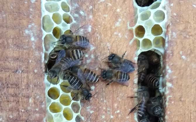 自然分蜂后不知道怎么辦,像這樣操作,輕松可將分蜂群收捕回來! 自然分蜂