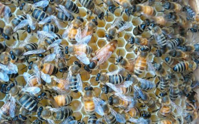 直接介王易圍王,像這樣間接介王,不但蜂王安全,成功率也極高! 介王