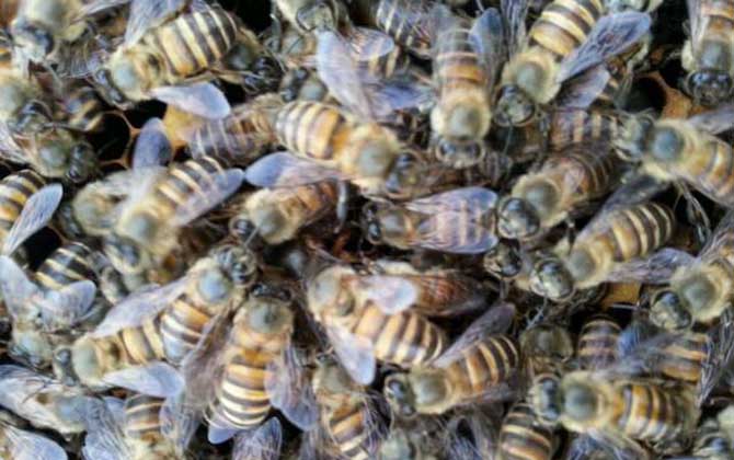 蜜蜂怎么養(yǎng)