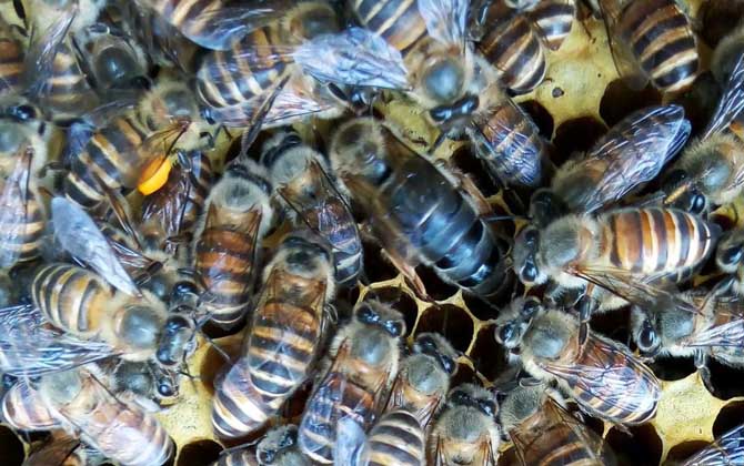 蜜蜂怎么養(yǎng)