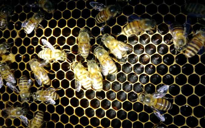 蜜蜂怎么養(yǎng)