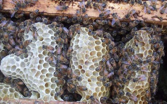 蜜蜂怎么養(yǎng)