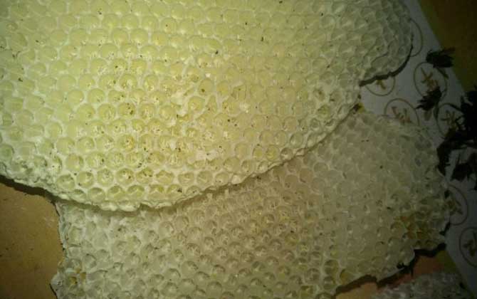 蜂王死了蜂群會怎么樣?未必一定會滅亡,蜂群自救令人嘆為觀止! 工蜂產(chǎn)卵