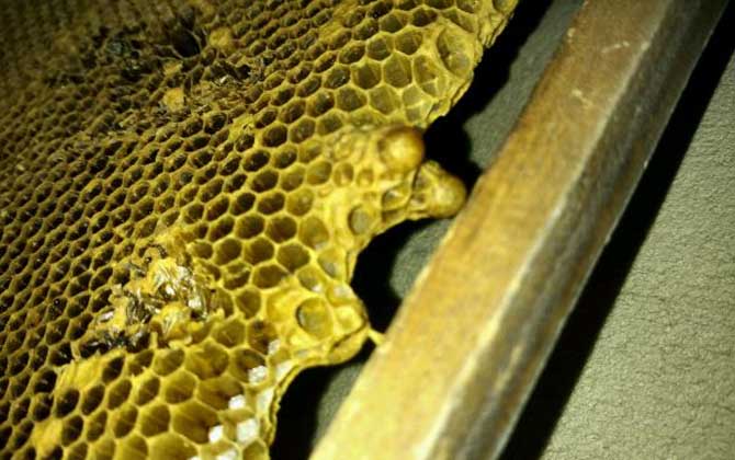 蜂王死了蜂群會怎么樣?未必一定會滅亡,蜂群自救令人嘆為觀止! 王臺