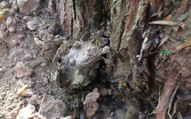 挖誘蜂洞有什么竅門?像這樣挖個誘蜂洞,一年就能誘到好幾群蜂! 誘蜂洞