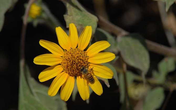 蜜蜂為什么要釀蜂蜜?并不是“無私奉獻(xiàn)”,僅僅是為了蜜蜂自己! 蜜蜂