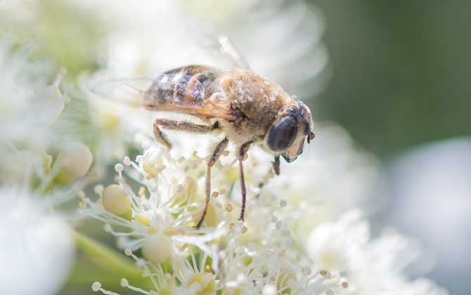 蜂毒的作用有哪些?雖然價格遠超黃金,但提取蜂毒則極為不易! 蜂毒