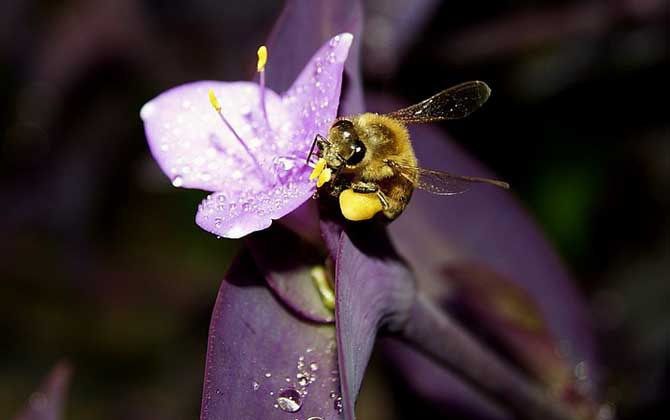 蜂毒的作用有哪些?雖然價格遠超黃金,但提取蜂毒則極為不易! 蜂毒