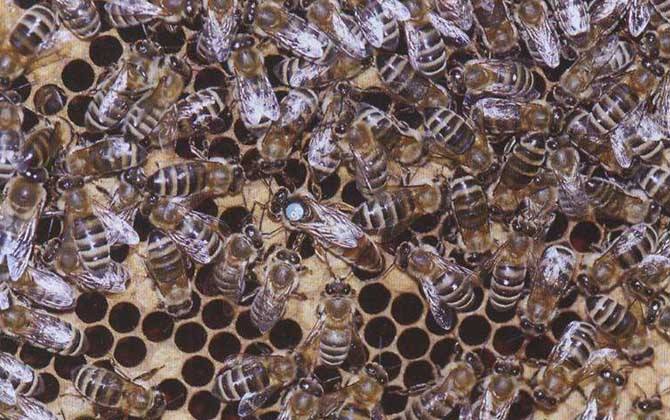 黑蜂是什么蜂?實(shí)際上是歐洲黑蜂,我國還有新疆黑蜂和東北黑蜂! 新疆黑蜂