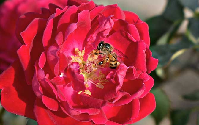 被蜜蜂蟄多久過危險期?蜜蜂毒性不強,但24小時內(nèi)沒異常才安全! 蜜蜂