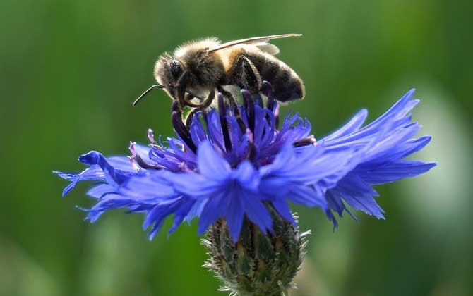 被蜜蜂蟄了是好兆頭嗎?絕不是什么好兆頭,嚴重時還會發生過敏! 蜜蜂