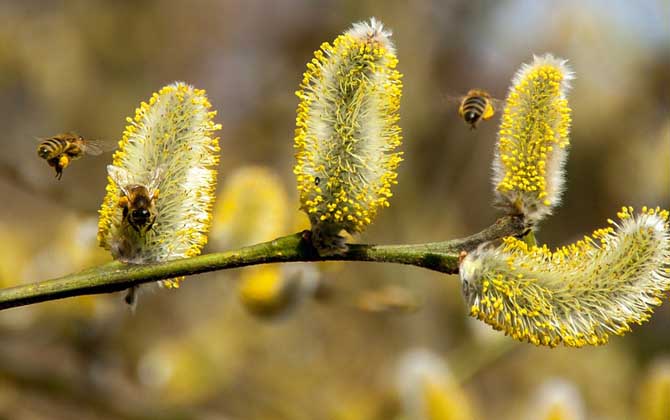 被蜜蜂蟄了是好兆頭嗎?絕不是什么好兆頭,嚴重時還會發生過敏! 蜜蜂