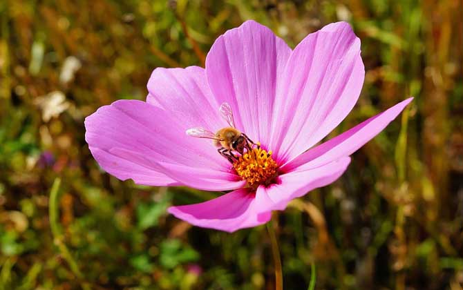 被蜜蜂蟄了抹牙膏有用嗎?不但能中和毒液,還有消腫止痛的效果! 蜜蜂