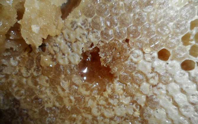 蜂巢酒的禁忌有哪些?除了不能過量飲用,還要警惕發生過敏反應! 蜂巢