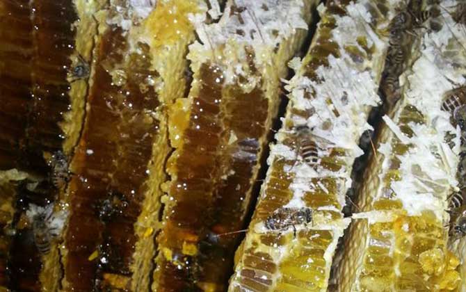 蜂巢酒的禁忌有哪些?除了不能過量飲用,還要警惕發生過敏反應! 蜂巢